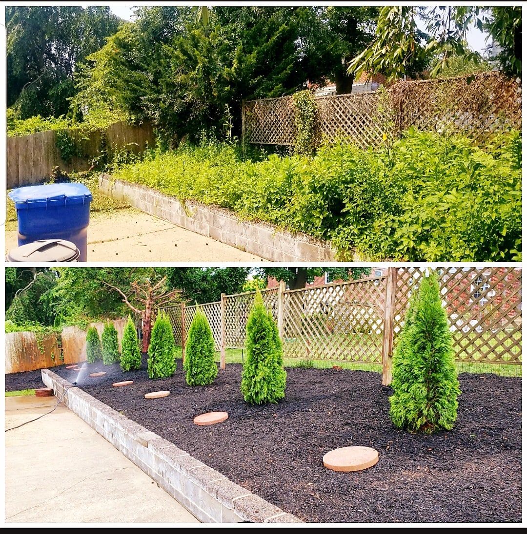 Before and after: overgrown bed along a lattice fence planted with arborvitae and stepping stones